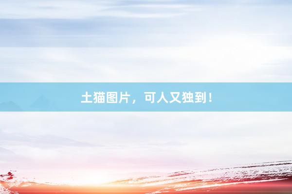 土猫图片，可人又独到！